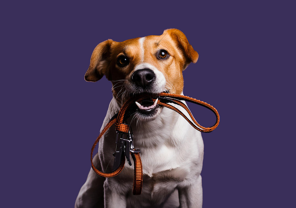 Alle verschillende soorten halsbanden & riemen voor honden, (incl voor- en nadelen)