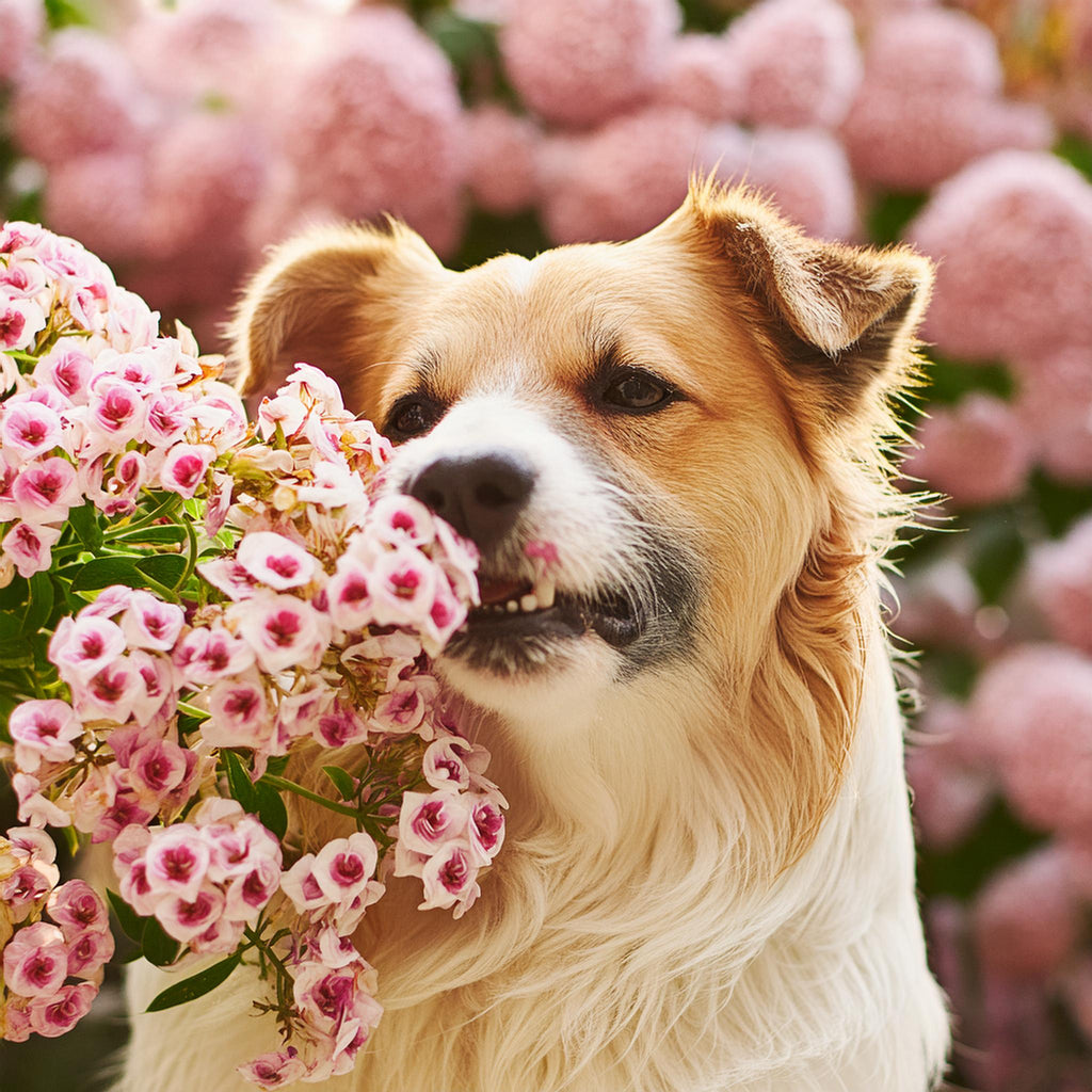 De wetenschap van geuren en hoe honden hun reukzin gebruiken