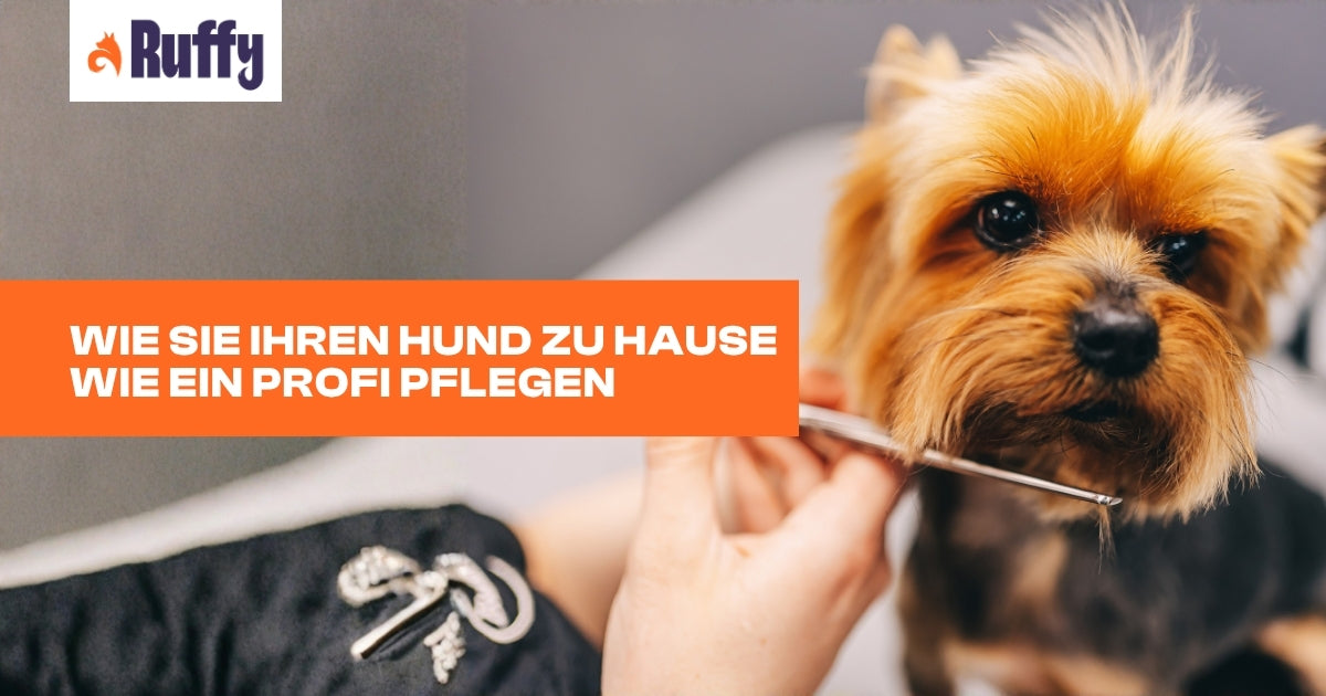 Hund selbst trimmen – Profi-Tipps & Hundeschere | Ruffy