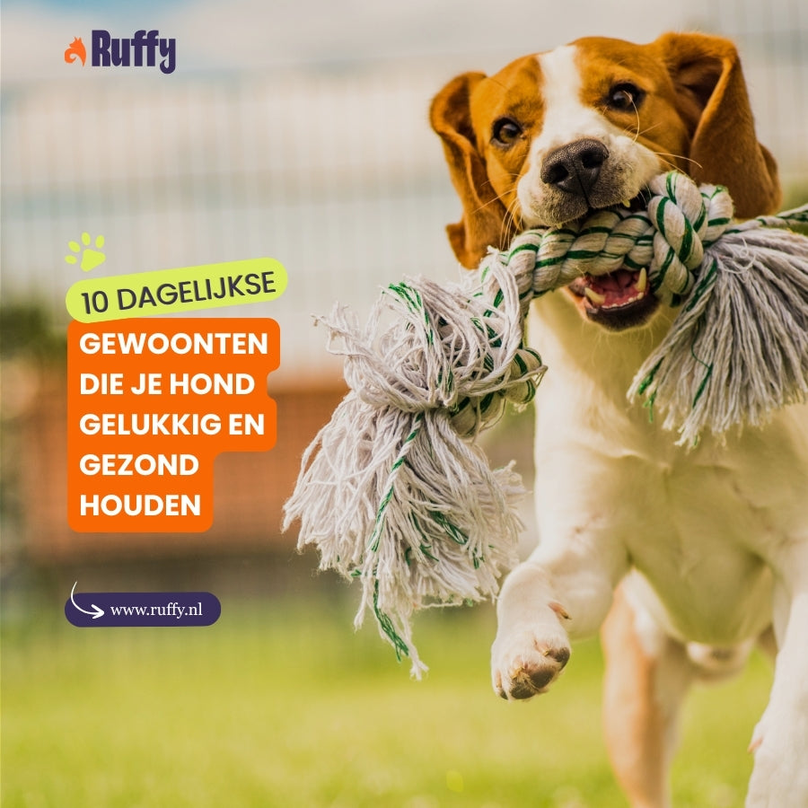 10 Dagelijkse Gewoonten Die Je Hond Gelukkig en Gezond Houden
