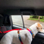 Verstelbare Autogordel Voor Huisdieren Veilig Duurzaam Dubbele Functie Als Riem Voor Rijden en Wandelen - Ruffy