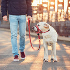 Honden Muilkorf Ademend Nylon - Ruffy