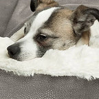 Orthopedisch Donut honden bed Met Kap Deken Om Weg Te Kruipen - Ruffy