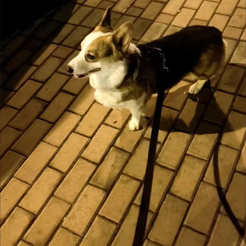 Duurzame Nylon Hondenriem met Sterke Greep Meerdere Lengteopties voor Kleine tot Grote Honden - Ruffy