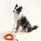 Extra Lange Honden Leiband Riem Stevig Waterproof - Ruffy