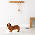Basics Hondenmatjes – 5-Lagen Ontwerp met Sneldrogend Effect - Ruffy