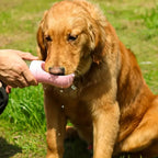 Dubbele Reisfles voor Honden Water en Voedsel Lekvrij en BPA-vrij met Drukknop en Karabijnhaak - Ruffy