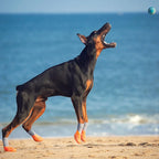 Wandelen Paw Protectie Schoenen - Ruffy