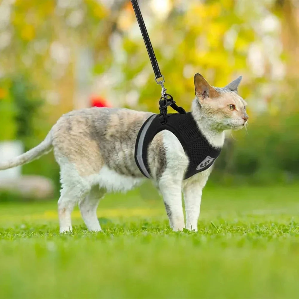Houd je Kat Koel en Comfortabel tijdens Buitenavonturen - Ruffy