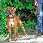 Halsband Leiband Set Op Maat - Ruffy
