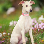 Brede Gepersonaliseerde Hondenhalsband - Ruffy