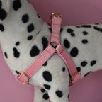 Stijlvolle Bloemmotief Hondenset Met Halsband, Harnas, Riem en Bloemenaccessoire - Ruffy