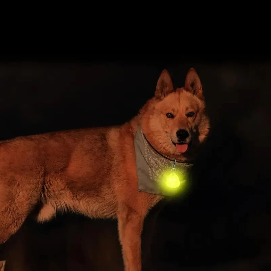 Halsband Voor Honden Met Nachtveiligheids-LED Lampje - Ruffy