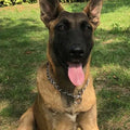 Honden Halsband Zware Uitvoering Roestvrij Staal - Ruffy