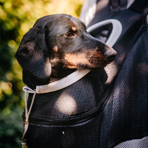 Reis Draag Rugzak Voor Kleine Honden - Ruffy